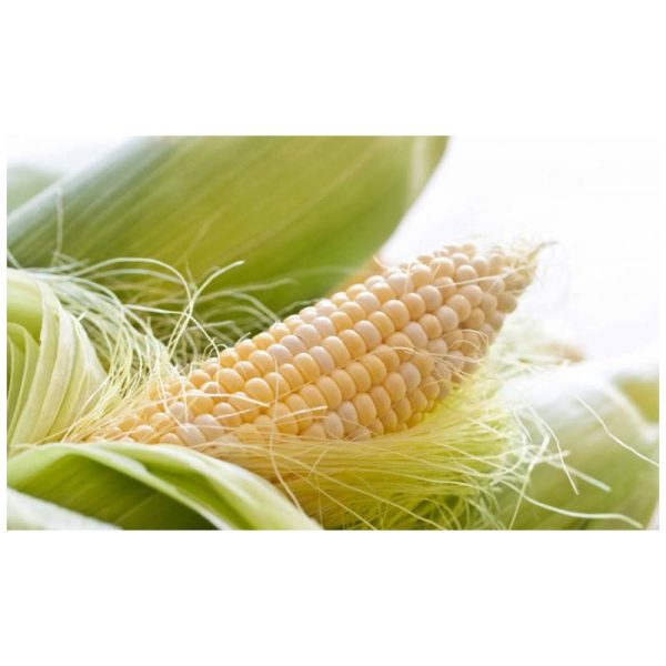 عرق کاکل ذرت- سرزمین سلامتی کاکوتی