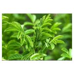 عرق شیرین بیان- سرزمین سلامتی کاکوتی