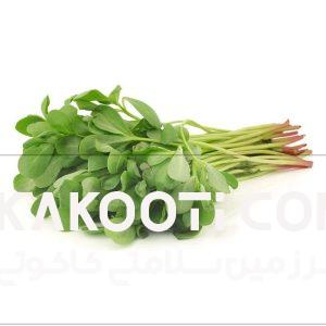 عرق خرفه- سرزمین سلامتی کاکوتی