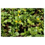 عرق خرفه- سرزمین سلامتی کاکوتی