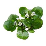 عرق بولاغ اوتی- سرزمین سلامتی کاکوتی