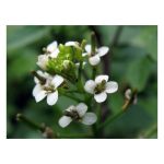 عرق بولاغ اوتی- سرزمین سلامتی کاکوتی