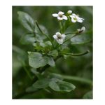 عرق بولاغ اوتی