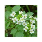 عرق بولاغ اوتی