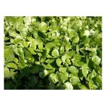 عرق بولاغ اوتی