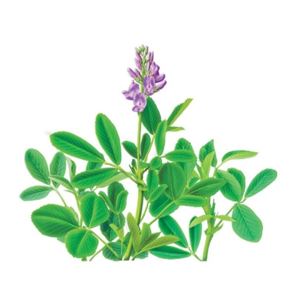 عرق یونجه- سرزمین سلامتی کاکوتی