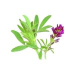 عرق یونجه- سرزمین سلامتی کاکوتی