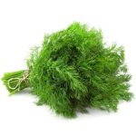 عرق شوید- سرزمین سلامتی کاکوتی