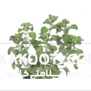 عرق فراسیون- سرزمین سلامتی کاکوتی