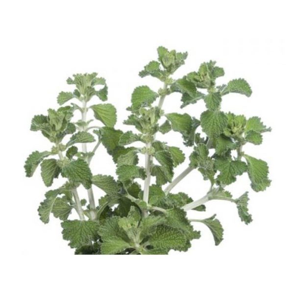 عرق فراسیون- سرزمین سلامتی کاکوتی