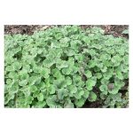 عرق فراسیون- سرزمین سلامتی کاکوتی