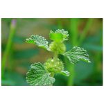 عرق فراسیون