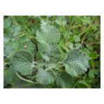 عرق فراسیون