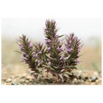 عرق کاکوتی- سرزمین سلامتی کاکوتی