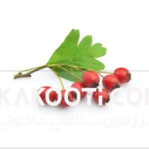 عرق کیالک- سرزمین سلامتی کاکوتی