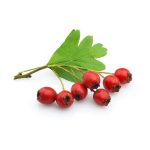 عرق کیالک- سرزمین سلامتی کاکوتی