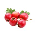 عرق کیالک- سرزمین سلامتی کاکوتی