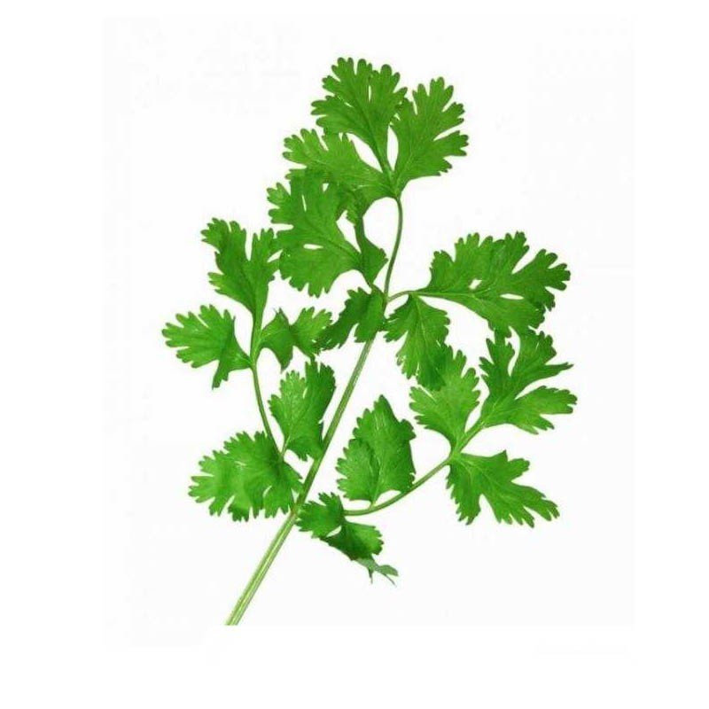 عرق گشنیز- سرزمین سلامتی کاکوتی