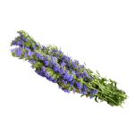 عرق گل زوفا- سرزمین سلامتی کاکوتی