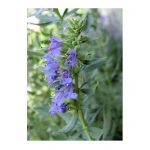 عرق گل زوفا- سرزمین سلامتی کاکوتی