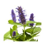 عرق گل زوفا