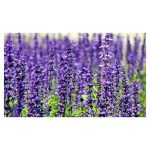 عرق گل زوفا