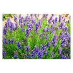 عرق گل زوفا