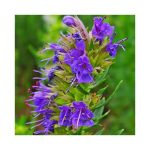 عرق گل زوفا