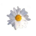 عرق مخلصه- سرزمین سلامتی کاکوتی