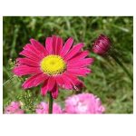 عرق مخلصه- سرزمین سلامتی کاکوتی