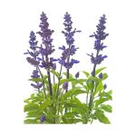 عرق مریم گلی- سرزمین سلامتی کاکوتی