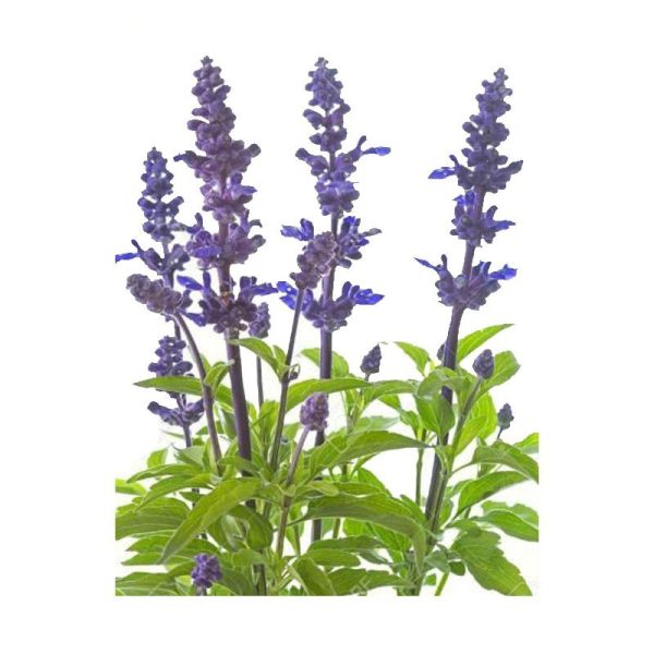 عرق مریم گلی- سرزمین سلامتی کاکوتی