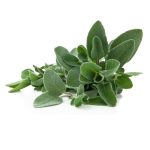 عرق مریم گلی- سرزمین سلامتی کاکوتی