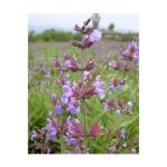 عرق مریم گلی