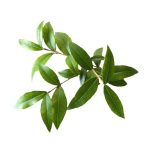 عرق مورد- سرزمین سلامتی کاکوتی