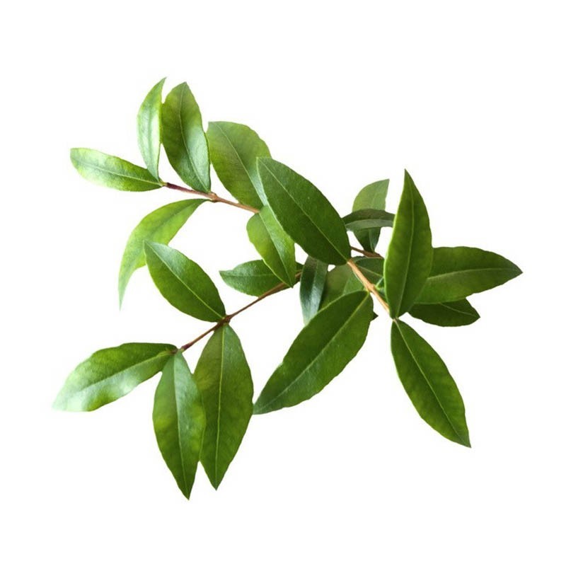 عرق مورد- سرزمین سلامتی کاکوتی