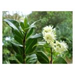 عرق مورد- سرزمین سلامتی کاکوتی