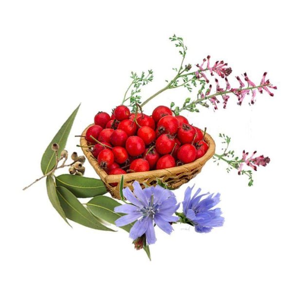 چهار عرق سرد- سرزمین سلامتی کاکوتی