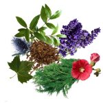 معجون آلرژی و حساسیت- سرزمین سلامتی کاکوتی