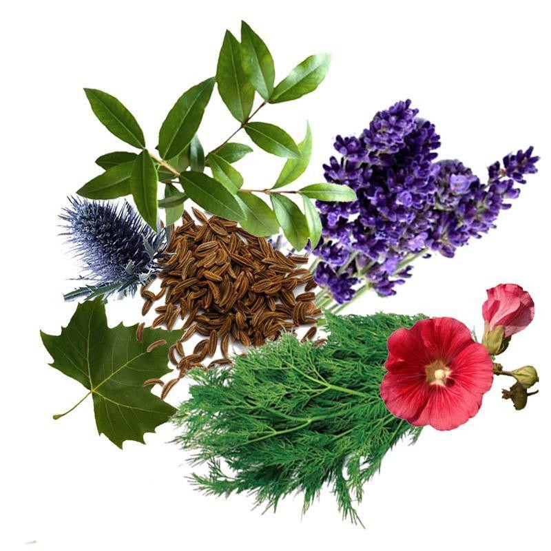 معجون آلرژی و حساسیت- سرزمین سلامتی کاکوتی