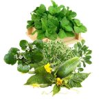 معجون چاقی- سرزمین سلامتی کاکوتی