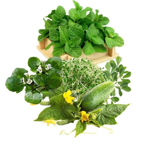 معجون چاقی- سرزمین سلامتی کاکوتی