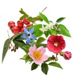 معجون قلب- سرزمین سلامتی کاکوتی