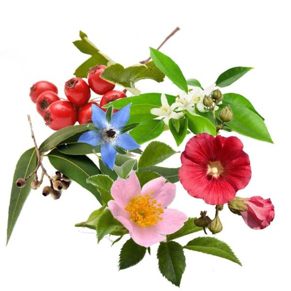 معجون قلب- سرزمین سلامتی کاکوتی