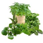 معجون ضد تشنج -سرزمین سلامتی کاکوتی