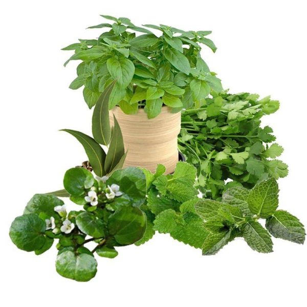 معجون ضد تشنج -سرزمین سلامتی کاکوتی