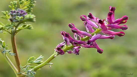 عرق سنتی ، عرقیجات ، عرق کاکوتی ، مجله کاکوتی ، سرزمین سلامتی کاکوتی