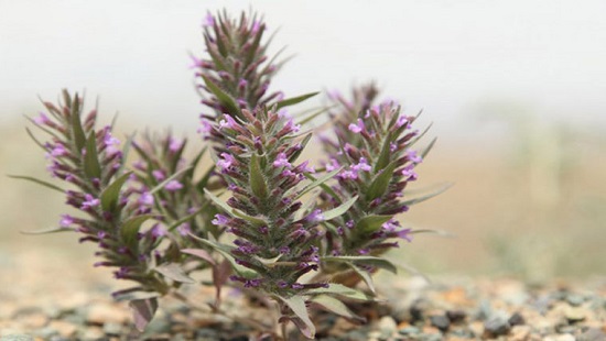 عرق سنتی ، عرقیجات ، عرق کاکوتی ، مجله کاکوتی ، سرزمین سلامتی کاکوتی