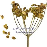 دمنوش گلپر طبیعی کاکوتی