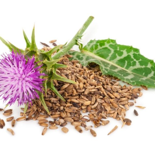 عرق خار مريم كاكوتي